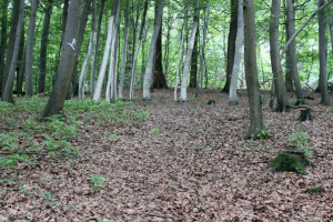 FelixLiebig Darmstadt Sammelpunkt